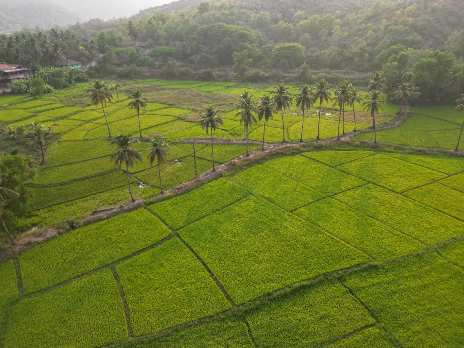 Day 5 in Ponda / Interior Goa, scene 2