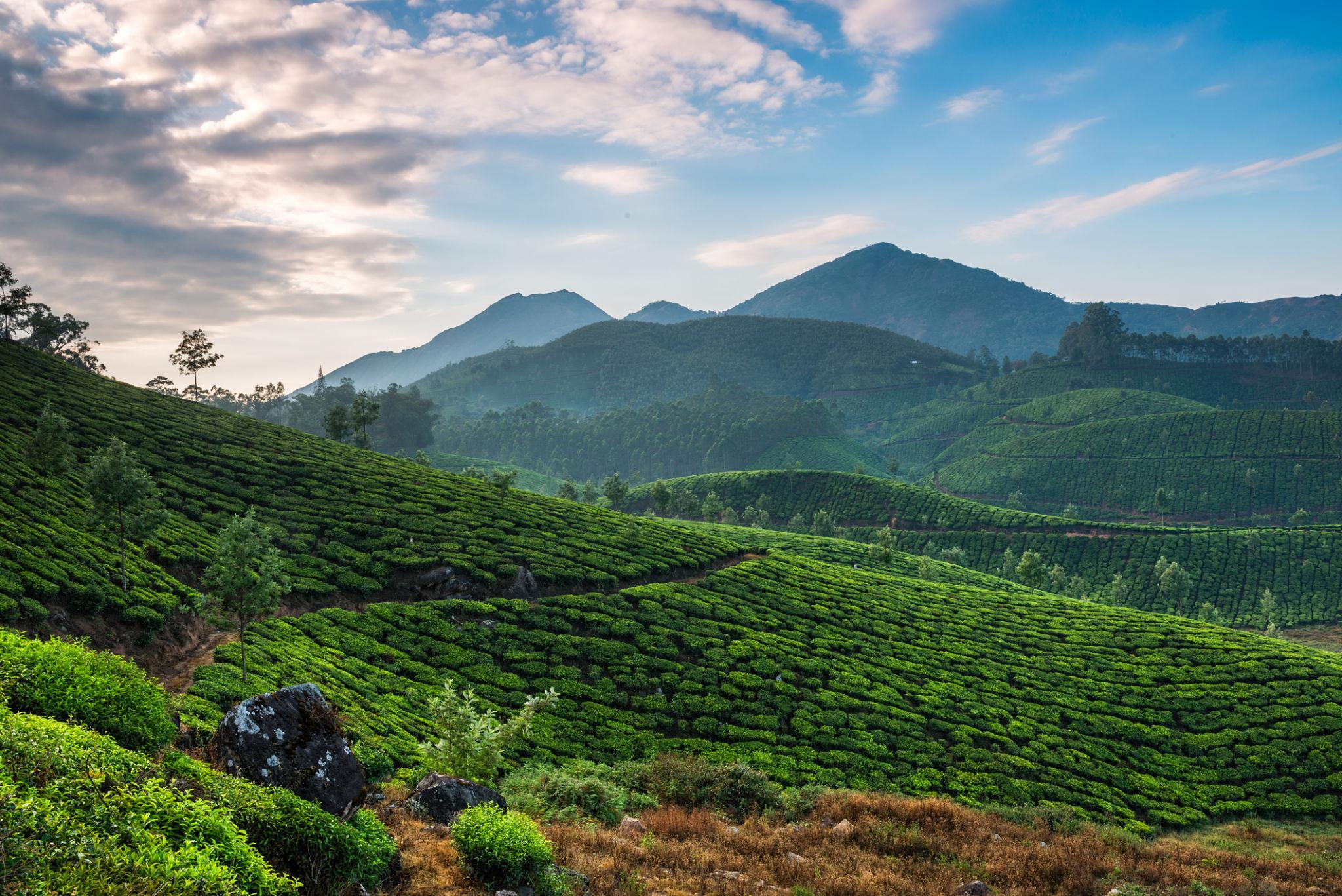 Day 2 in Munnar, scene 1