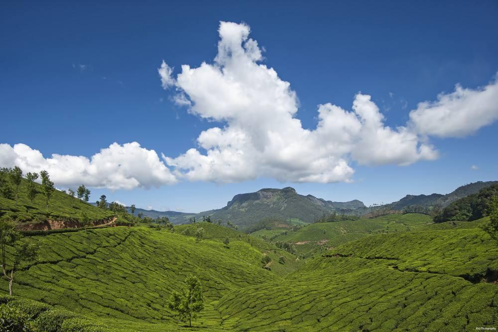 Day 3 in Munnar, scene 2